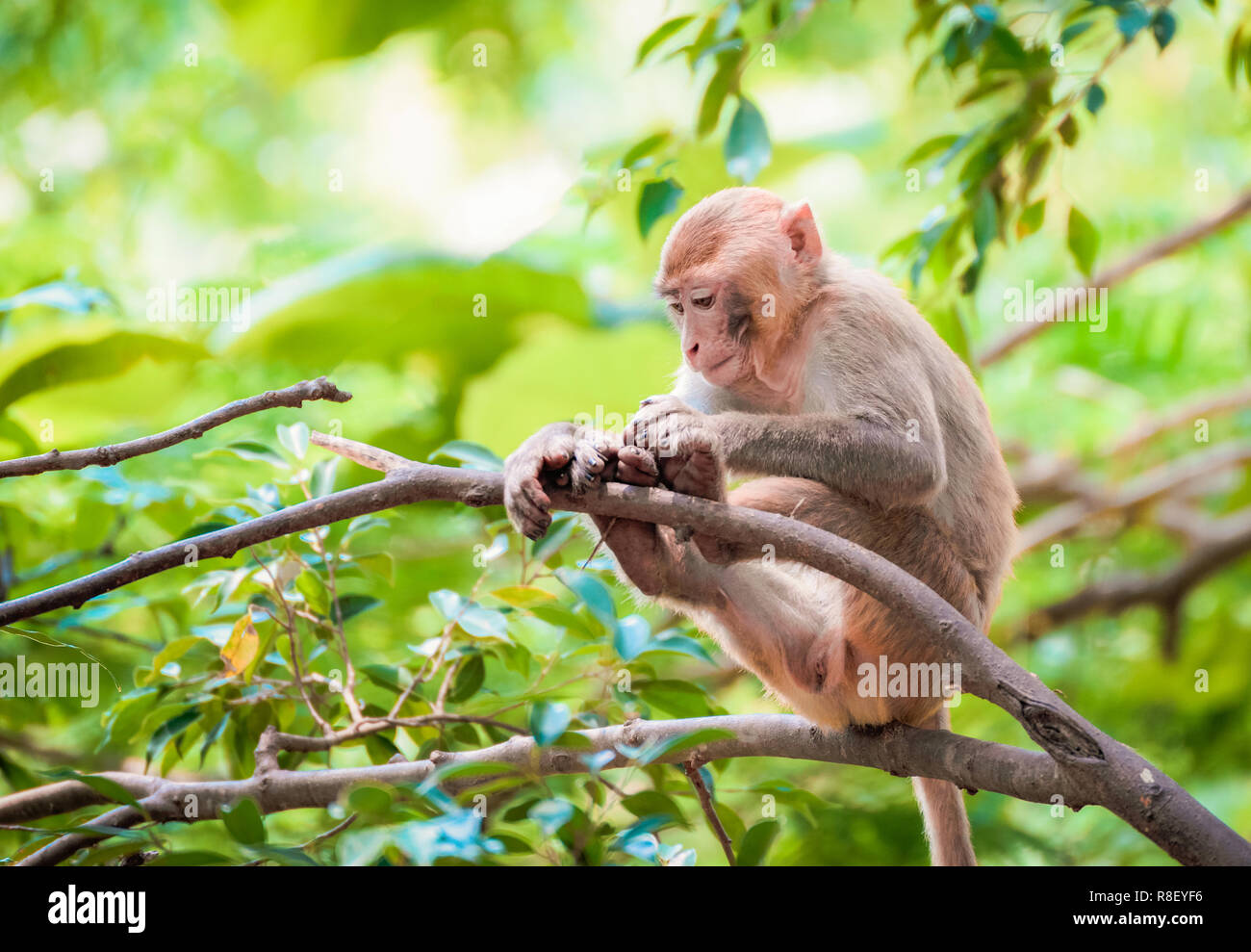 monkey on tree on summer day nature green background / beautiful monkey looking for food on the tree in the national park - common asia monkey brown f Stock Photo