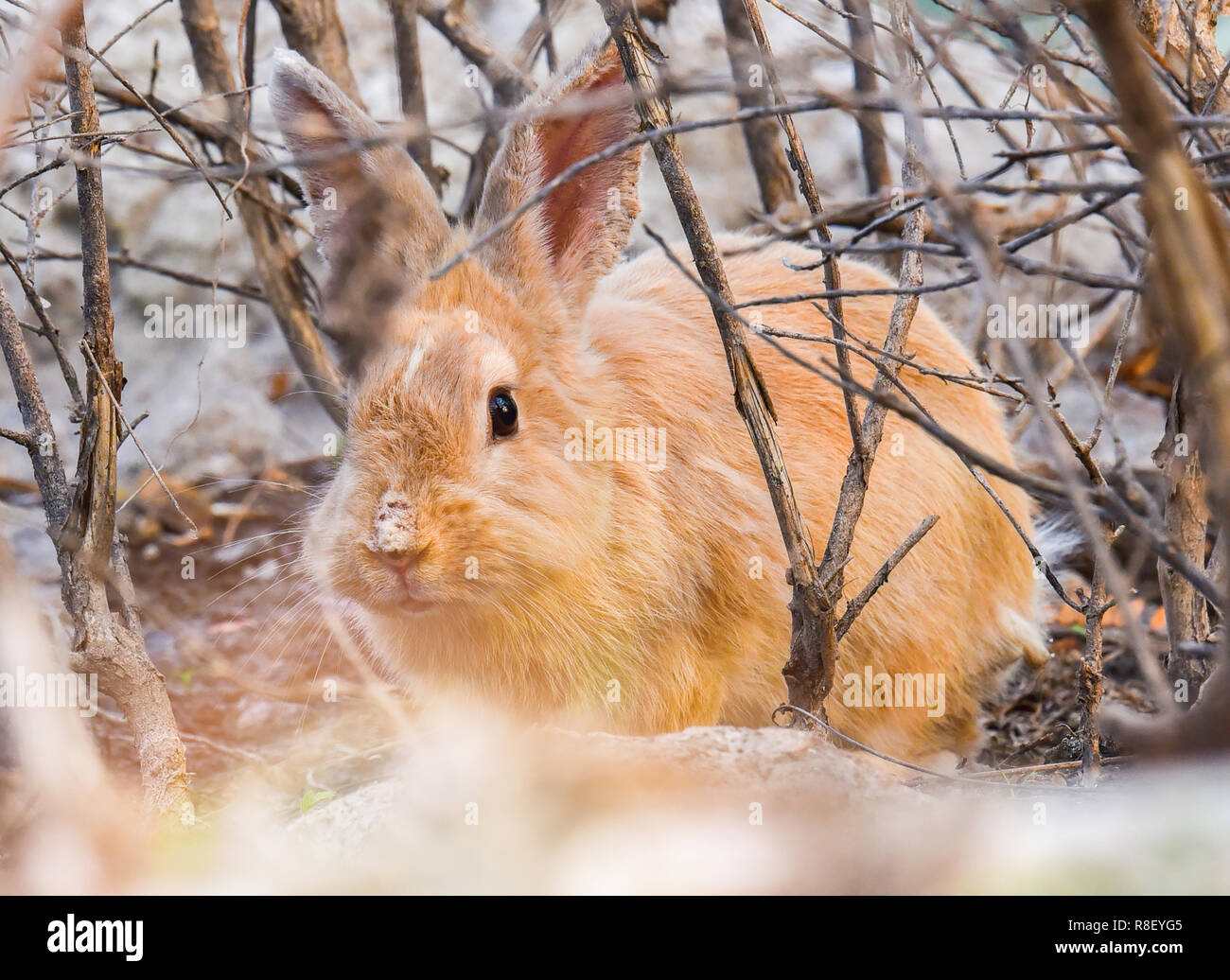 rabbit on nature / cute little brown rabbit on autumn jungle background the bunny brown rabbit