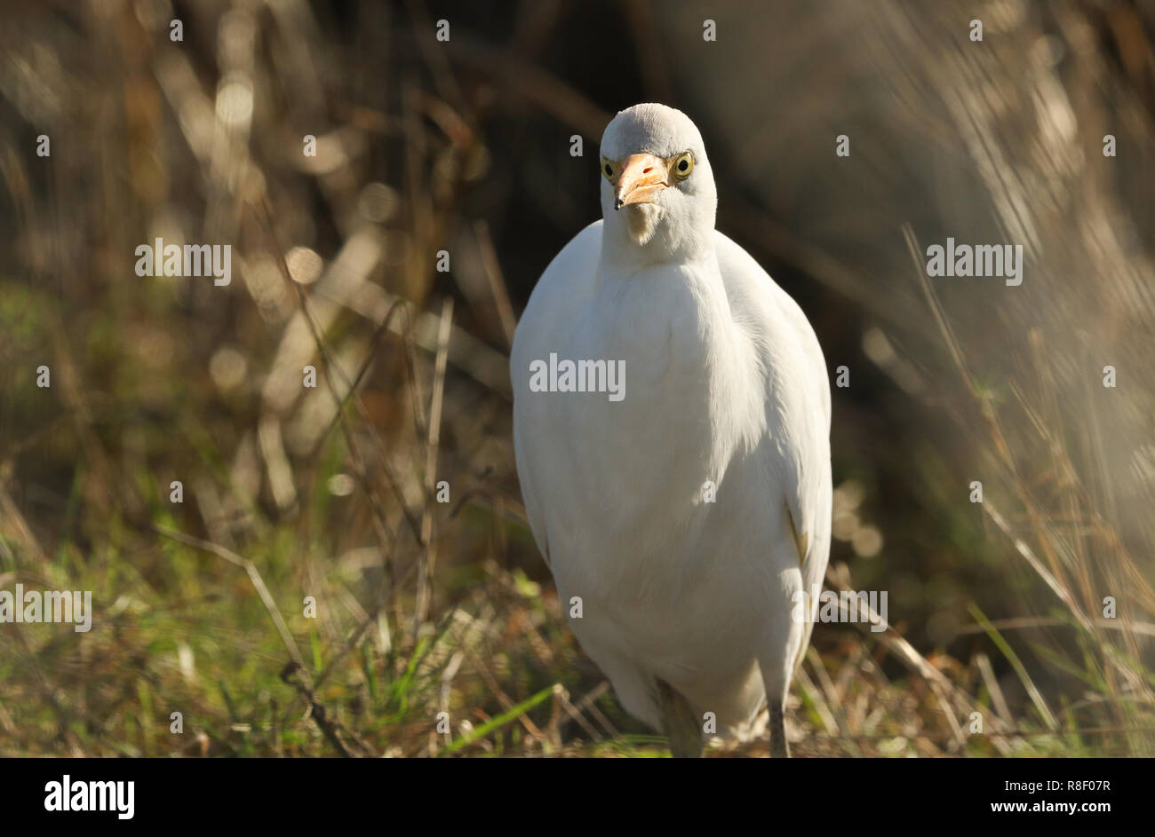 A beautiful Cattle Egret (Bubulcus ibis) hunting for food in a field where cows are grazing in the UK. Stock Photo