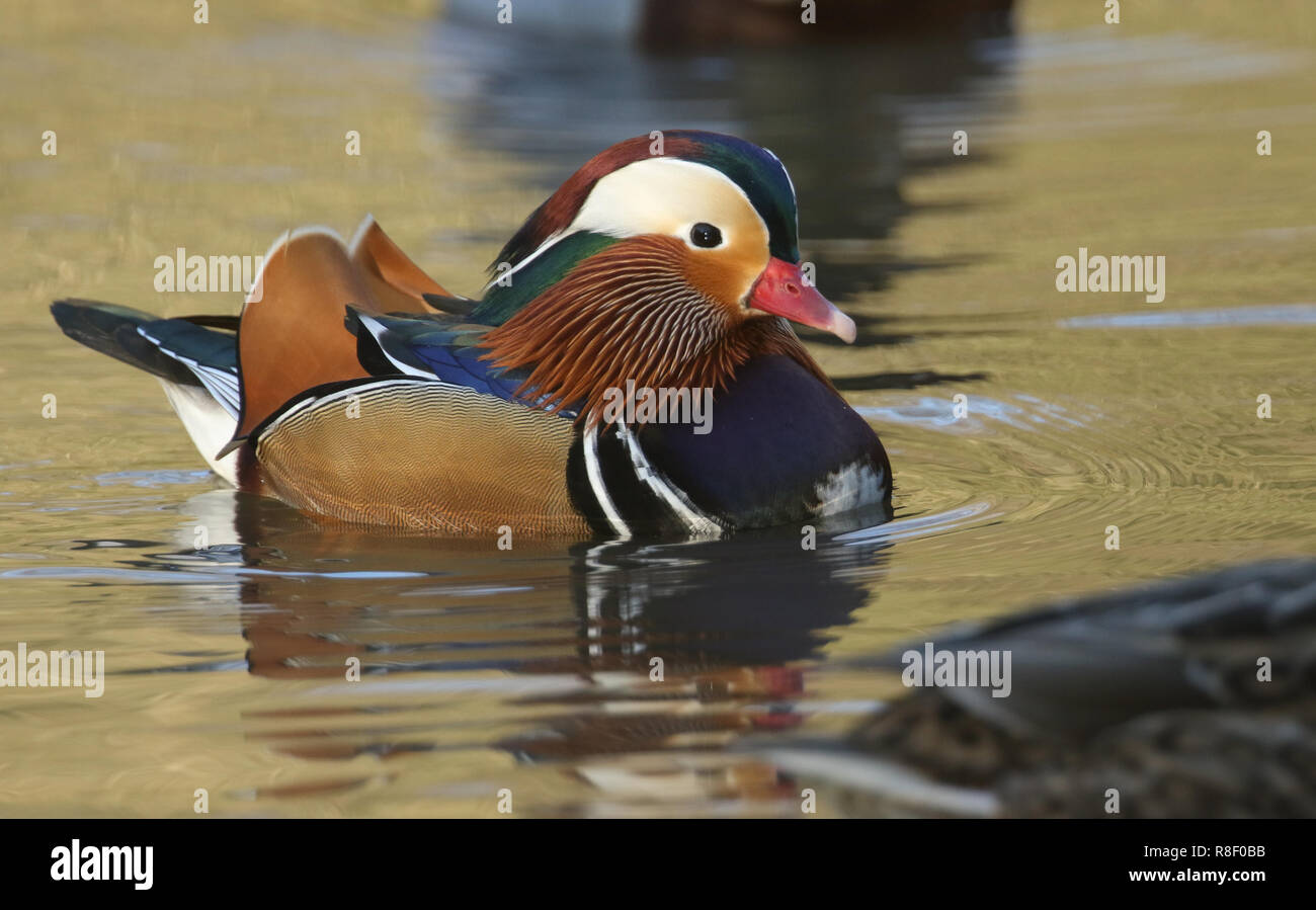 A stunning male Mandarin duck (Aix galericulata) swimming in a lake in ...