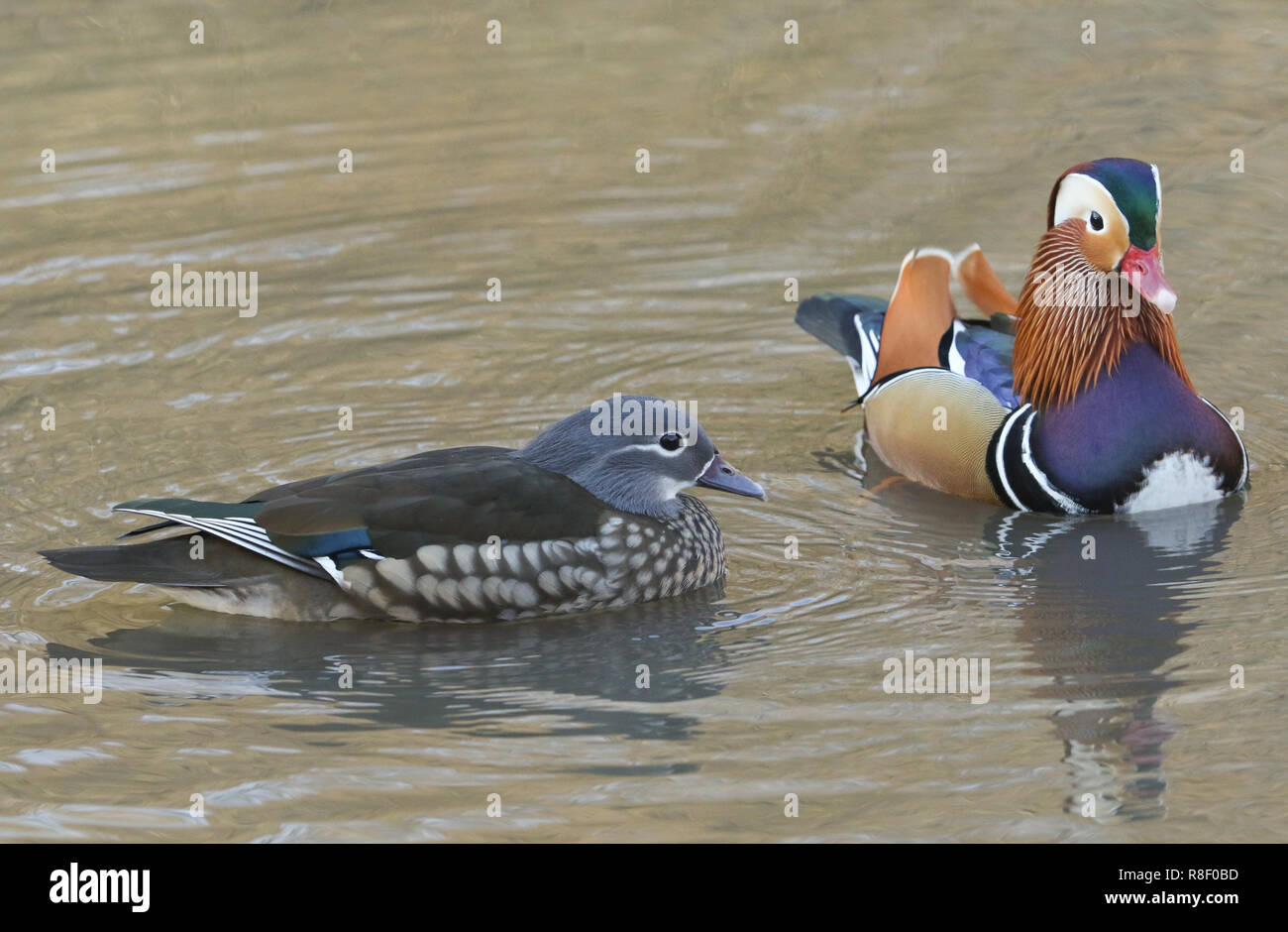A wild male and female Mandarin duck (Aix galericulata) swimming in a ...