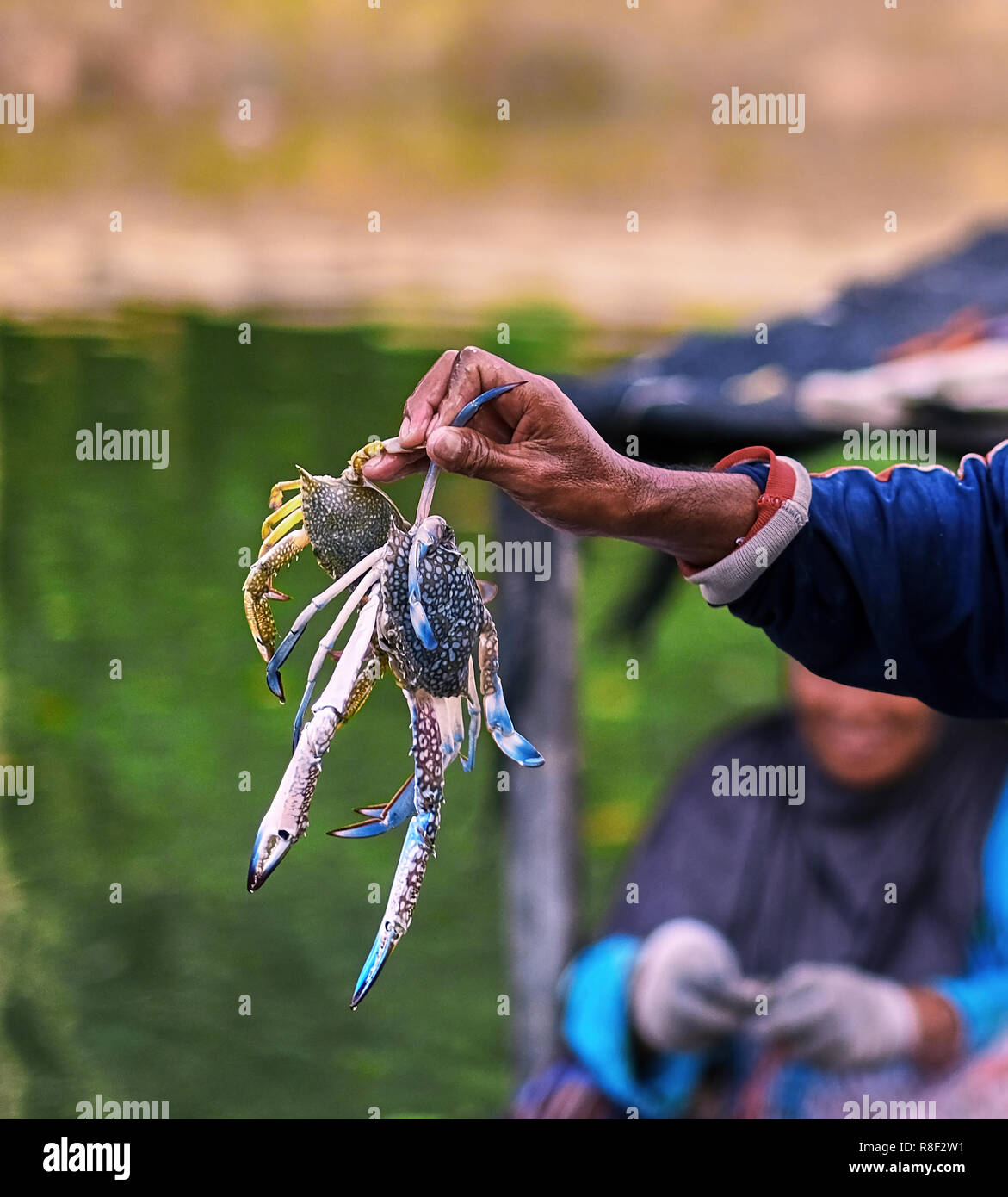 Asian fisherman with crab in hand. Hand holding crab. Hand holding