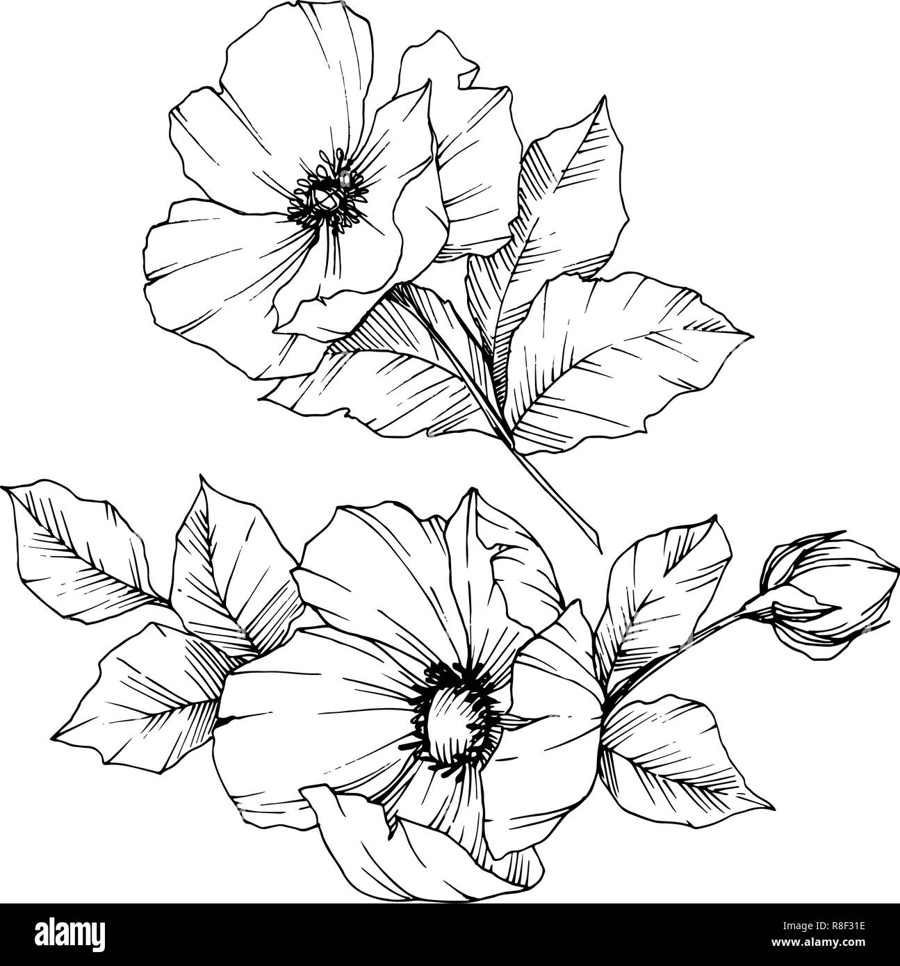 Vector Rosa canina flower. Black and white engraved ink art. Isolated ...