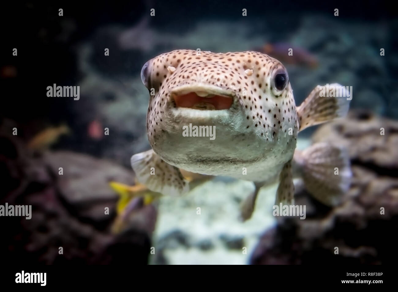 Waving underwater hires stock photography and images Alamy