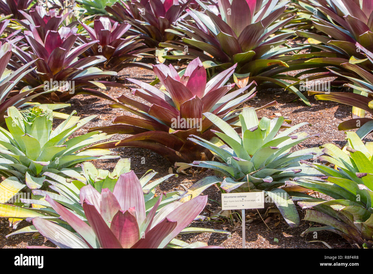 Alcantarea Extensa bromeliads that originate from Brazil, here in the Royal Botanic Garden in Sydney,Australia Stock Photo