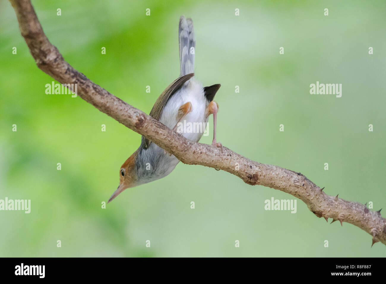 Ashy Tailorbird [Orthotomus ruficeps] Stock Photo