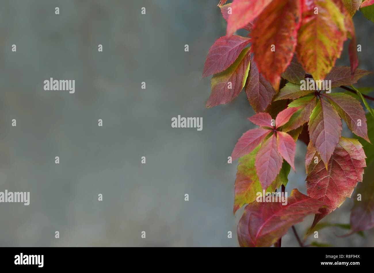 Autumn leaves on the neutral blurred background Stock Photo - Alamy