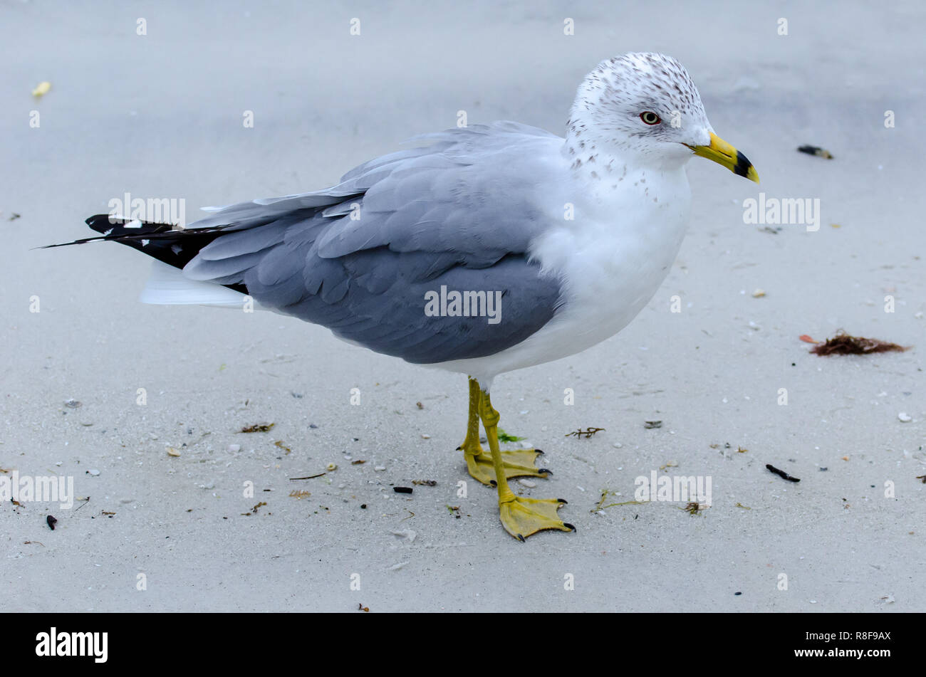 Ring-billed gull (Larus delawarensis) on Floridian coast Stock Photo