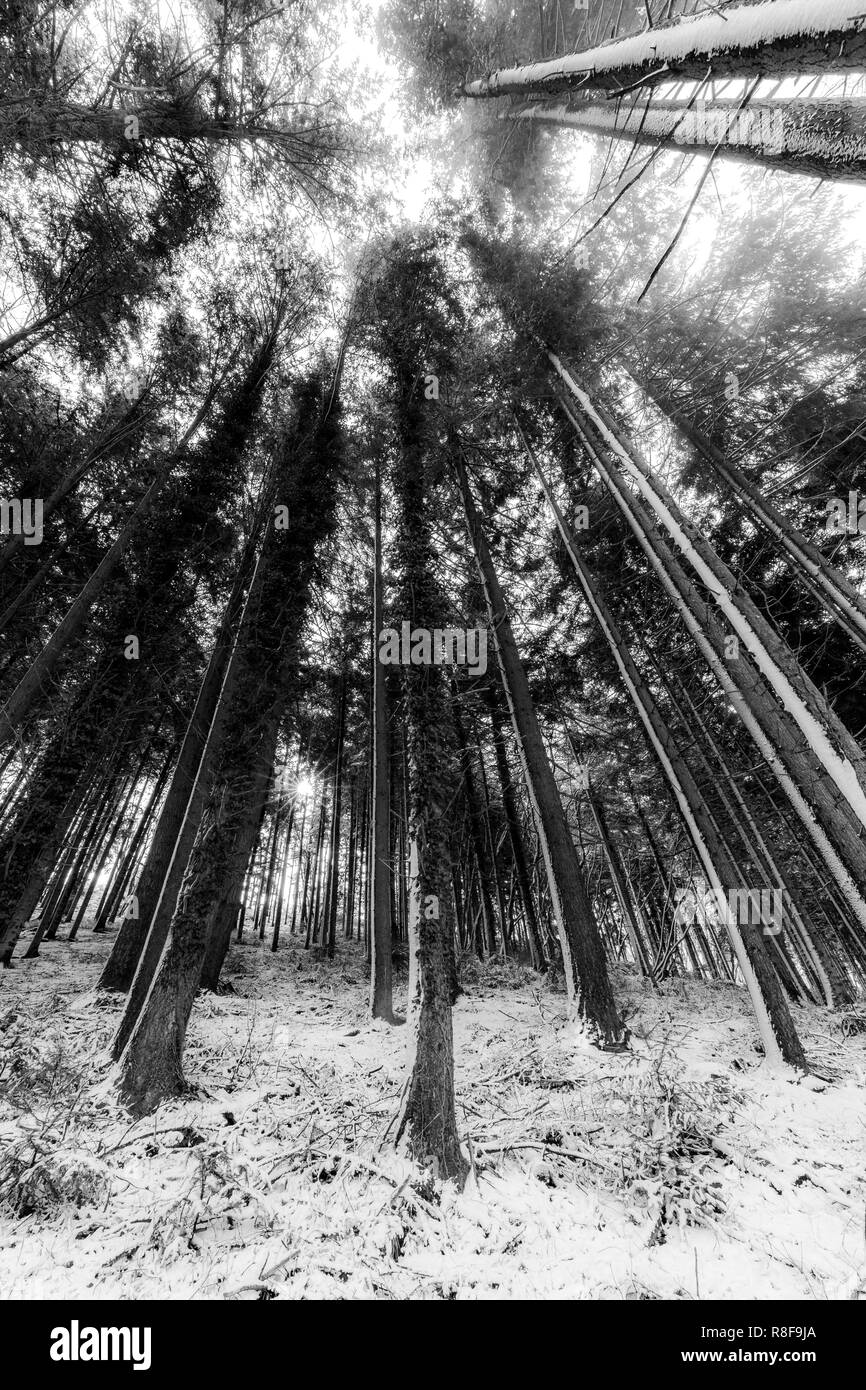 Trees with snow in winter Stock Photo - Alamy