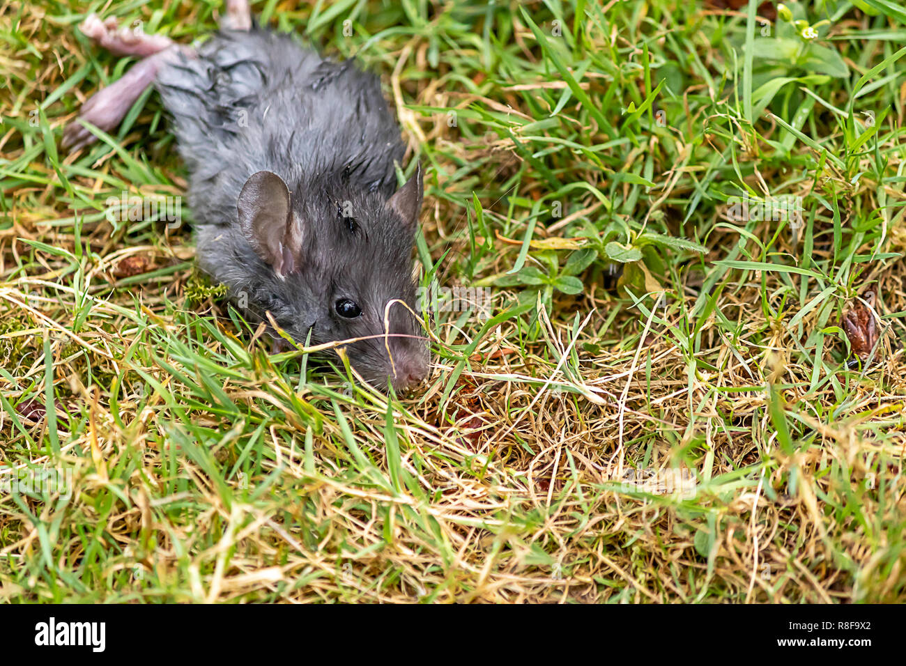 Field mouse plague hires stock photography and images Alamy