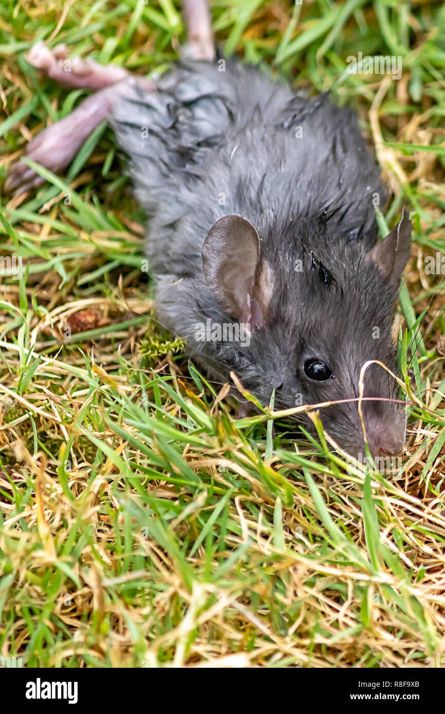 Body of a small gray mouse laying in grass Stock Photo Alamy