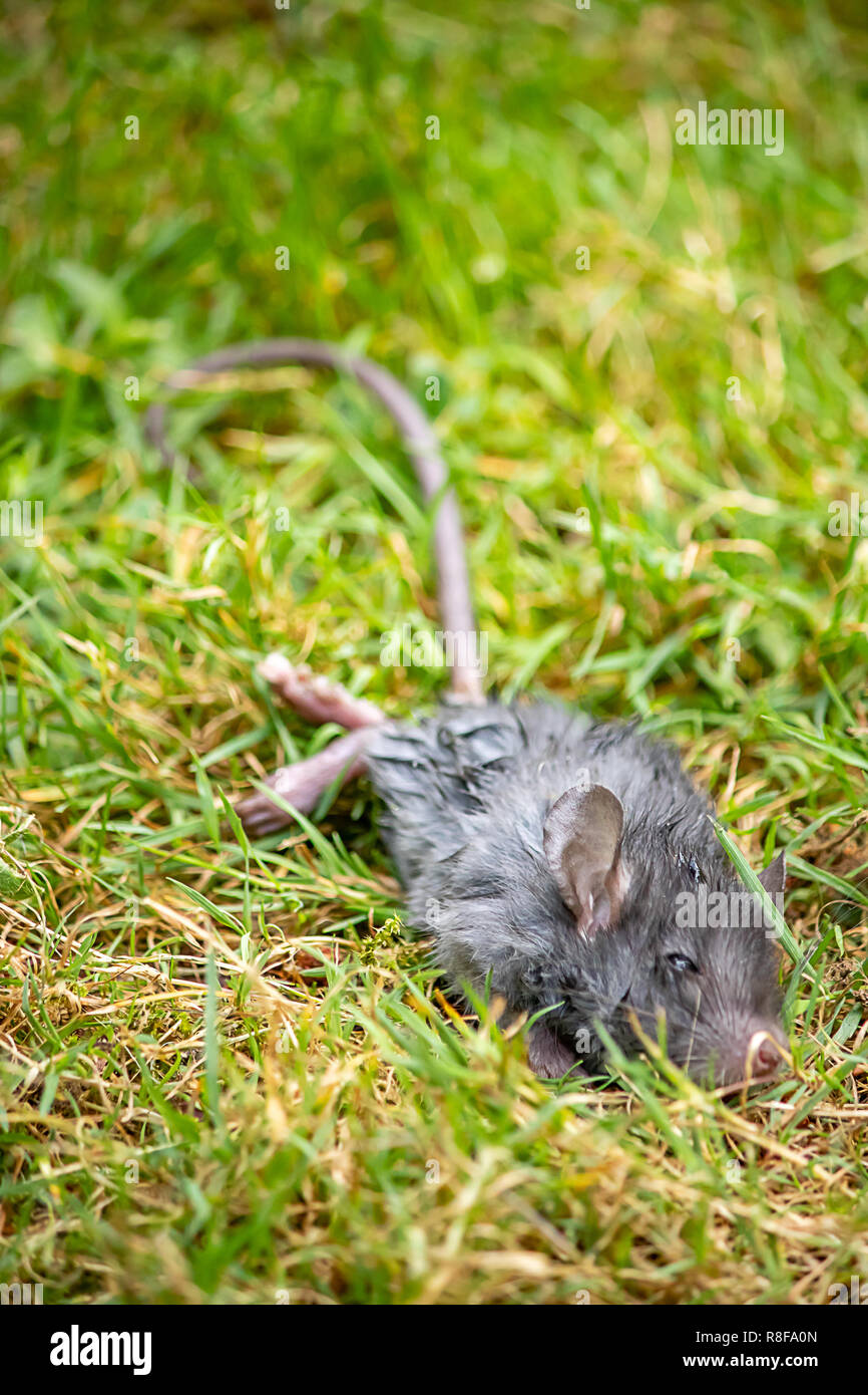 vertical of dying gray rat in grass Stock Photo Alamy