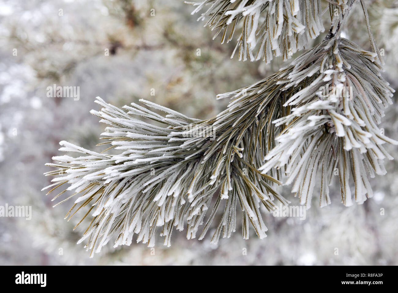 Frost on pine tree branch Stock Photo - Alamy