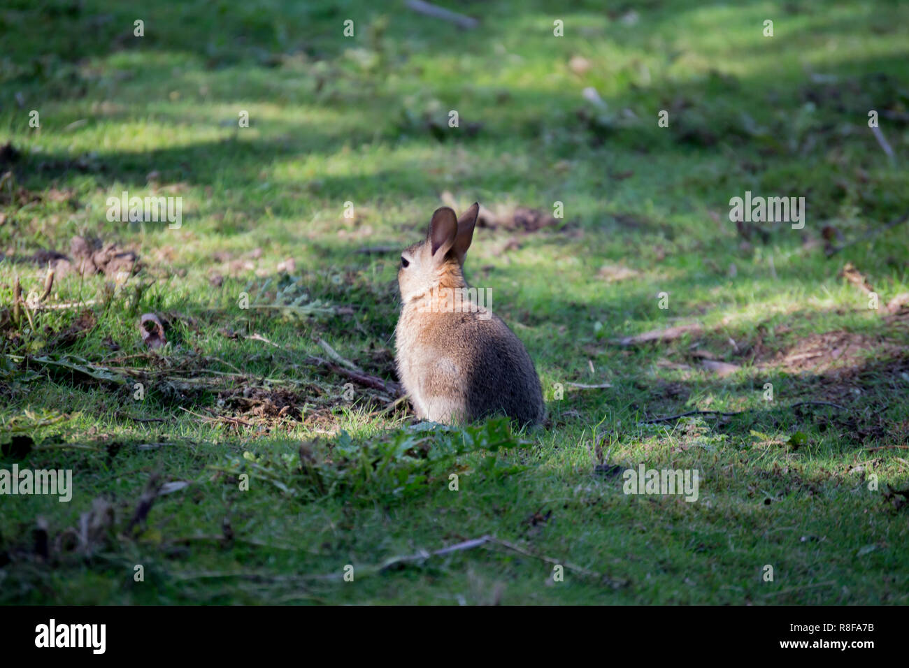 Lone Rabbit Cartoon forest animals woodland hi-res stock photography and images - Alamy