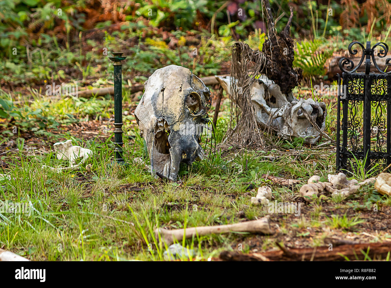 decorations for halloween fencing and bones in grass Stock Photo Alamy