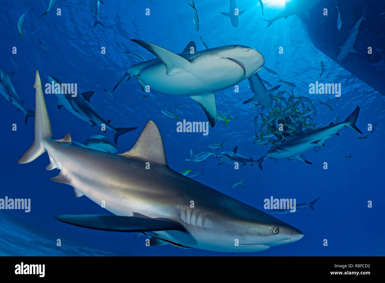 Caribbean Reef Shark (Carcharhinus perezi), group under a diving boat, Grand Bahama, Bahamas Stock Photo