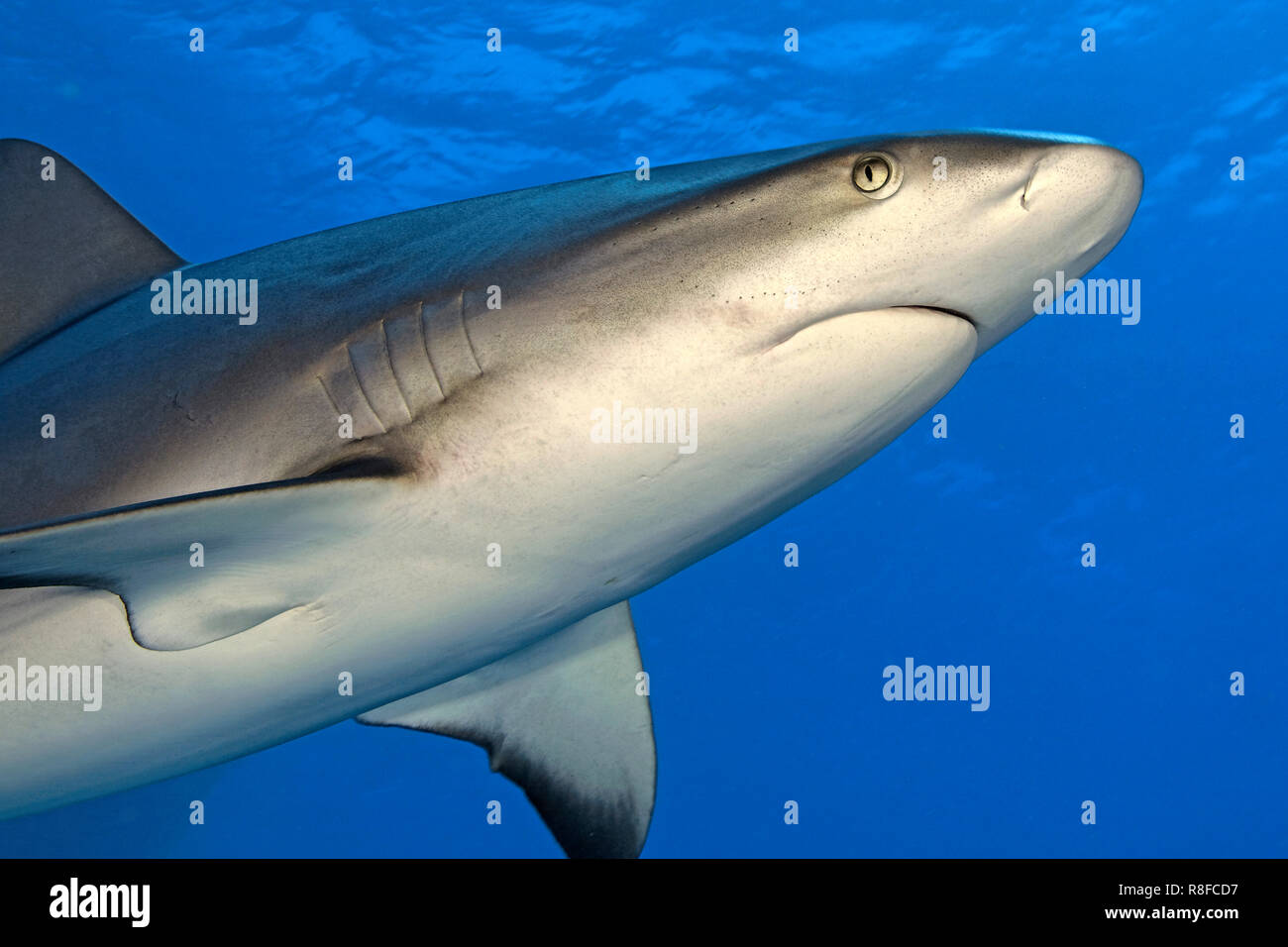 Caribbean Reef Shark (Carcharhinus perezi) swimming in blue water ...