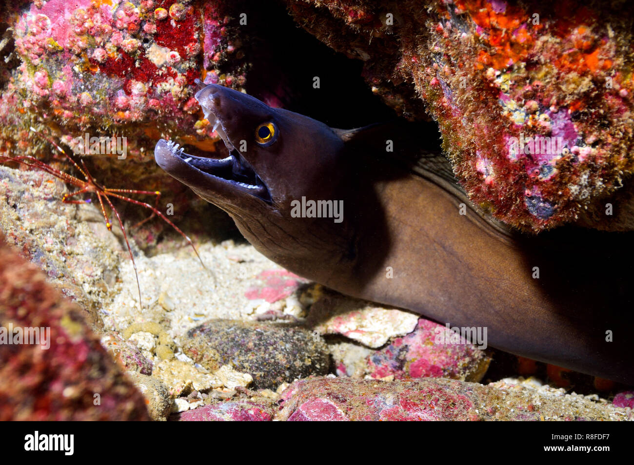 Moray Eel & Arrow Crab in Boa Vista Cabo Verde Stock Photo Alamy