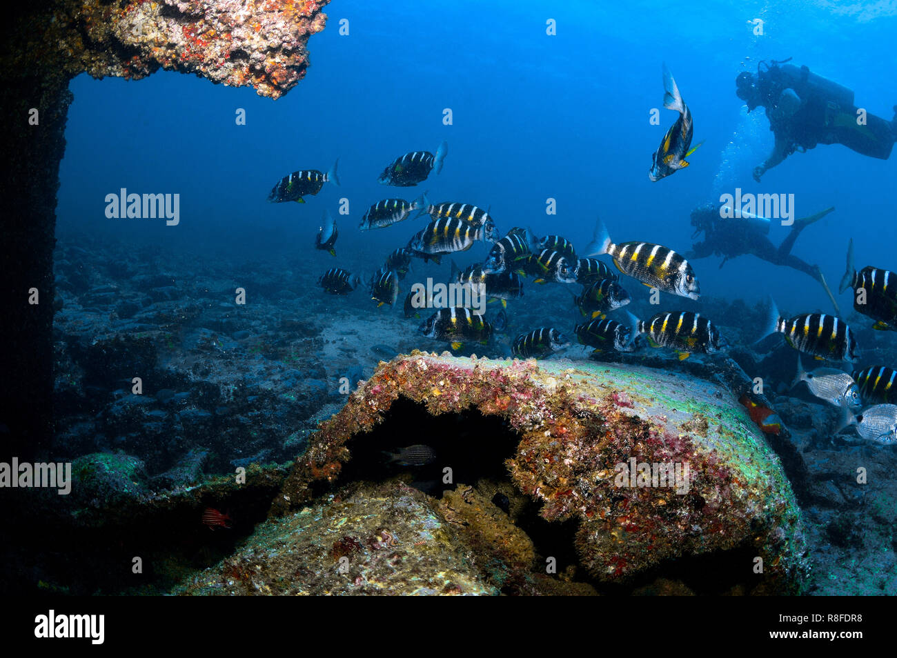 Marine Life at Taliarte Wreck in Boa Vista - Cabo Verde Stock Photo