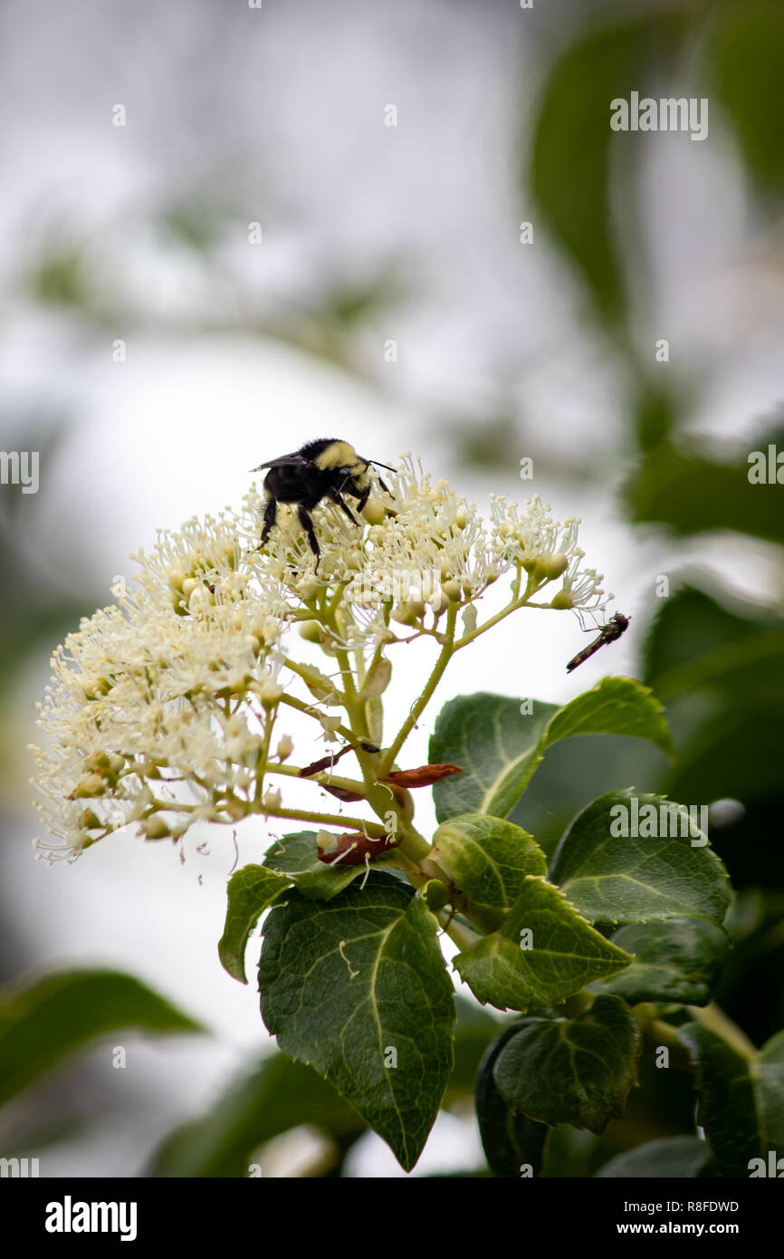 Vertical closeup beautiful bee hi-res stock photography and images - Alamy