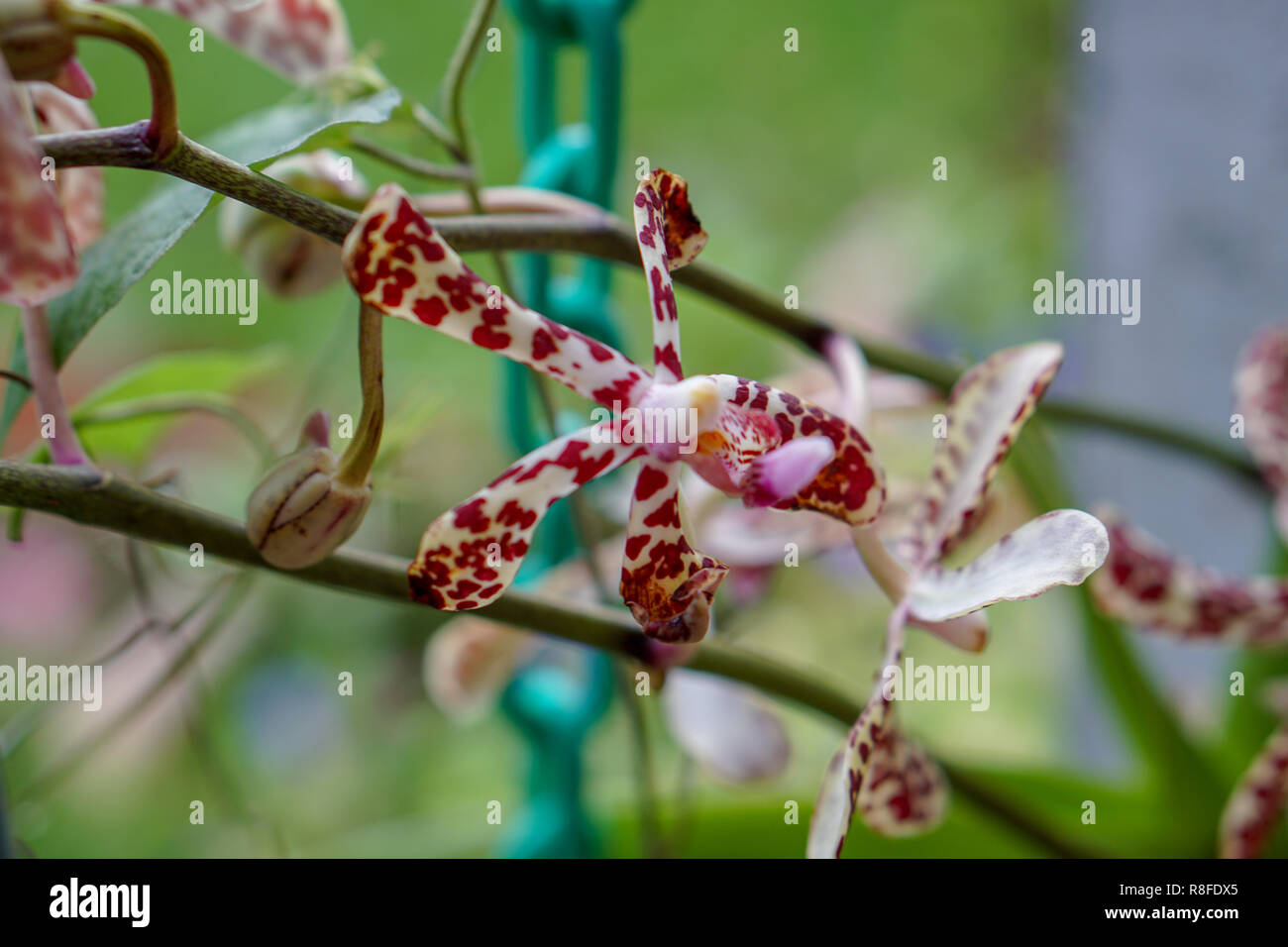 Yellow orchids Flower with Red Dots Stock Photo