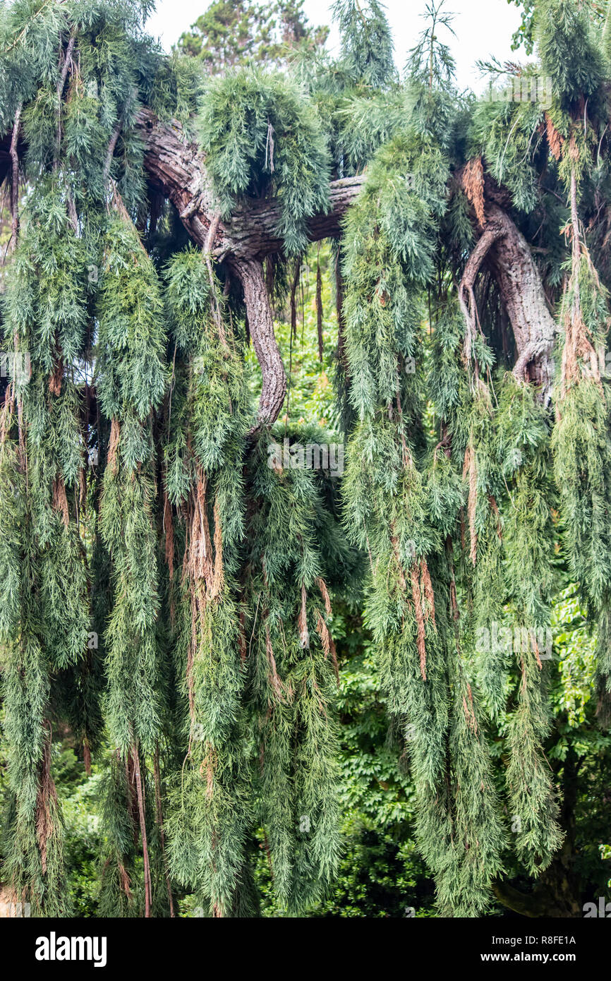 draping branches of dense tree hanging down towards ground Stock Photo ...