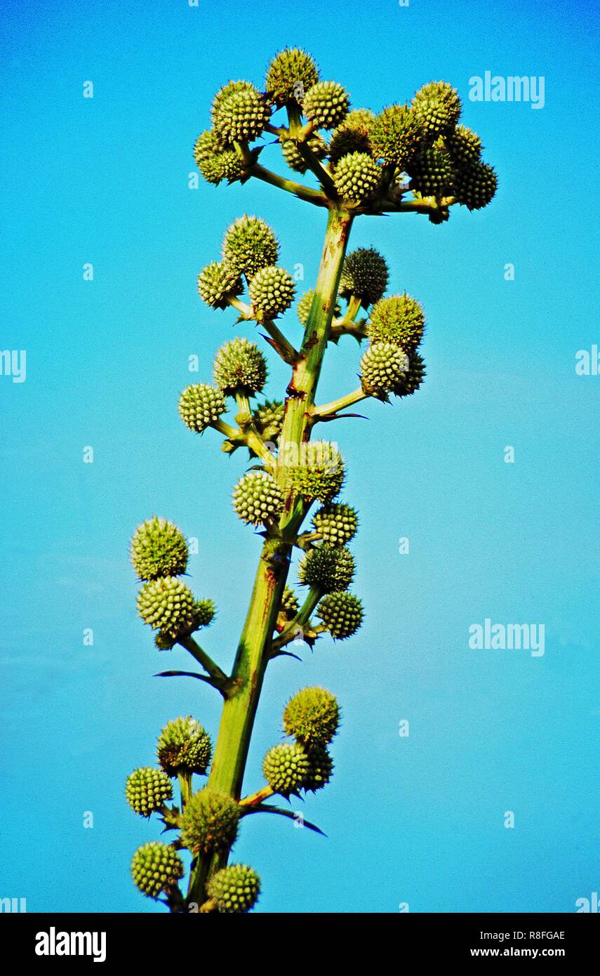 Eryngium paniculatum, typical flower of Patagonia also named achupalla Stock Photo