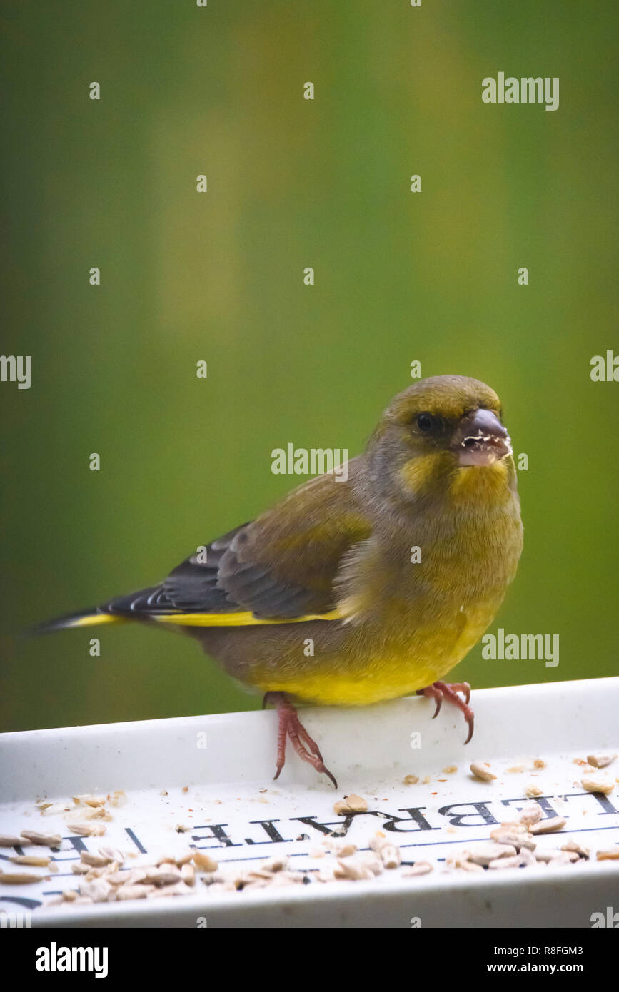 European Greenfinch Chloris Chloris Bird Eating Sunflower Seeds