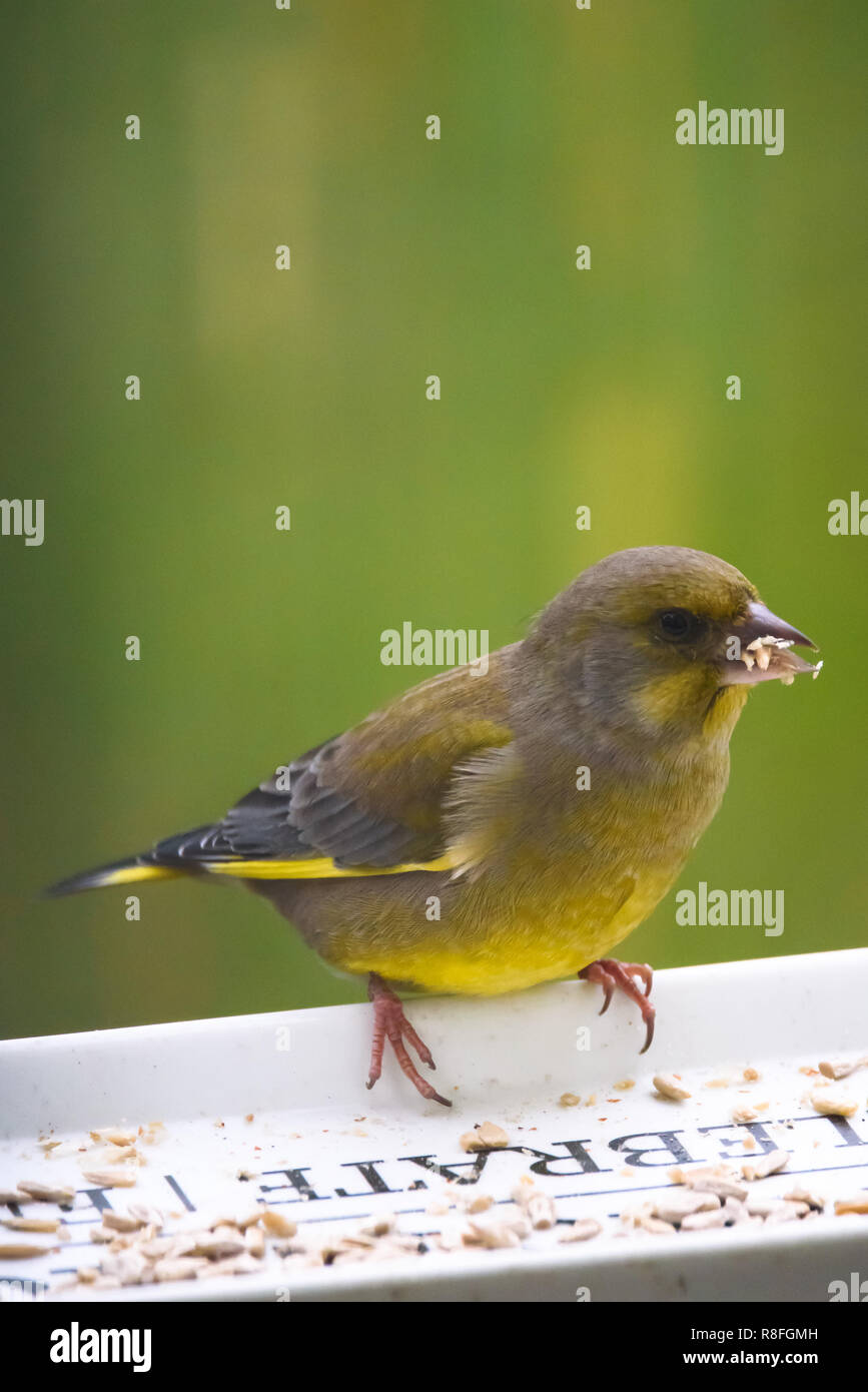 European Greenfinch Chloris Chloris Bird Eating Sunflower Seeds