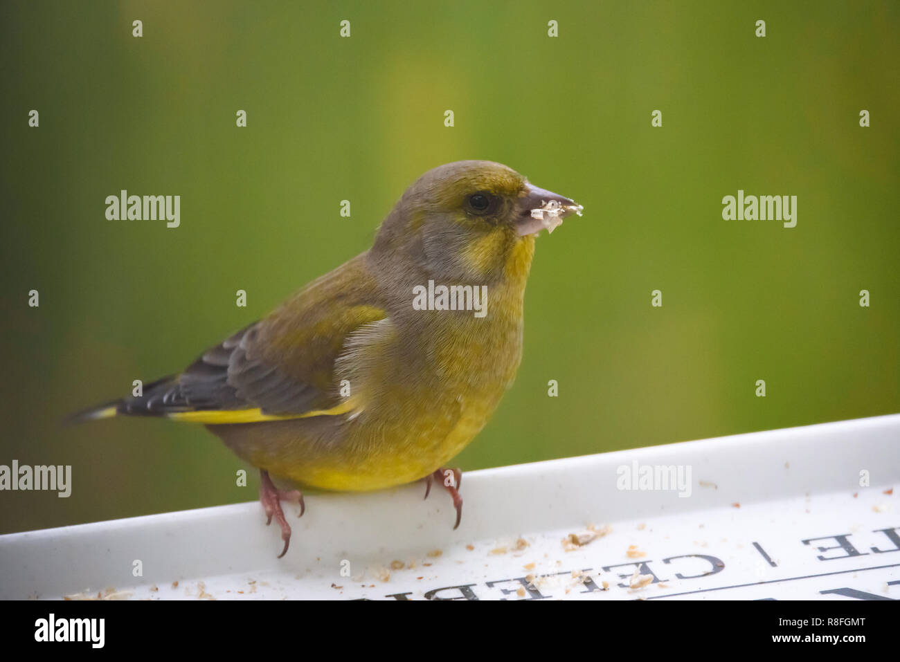 Bird eating sunflower seeds hires stock photography and images Alamy