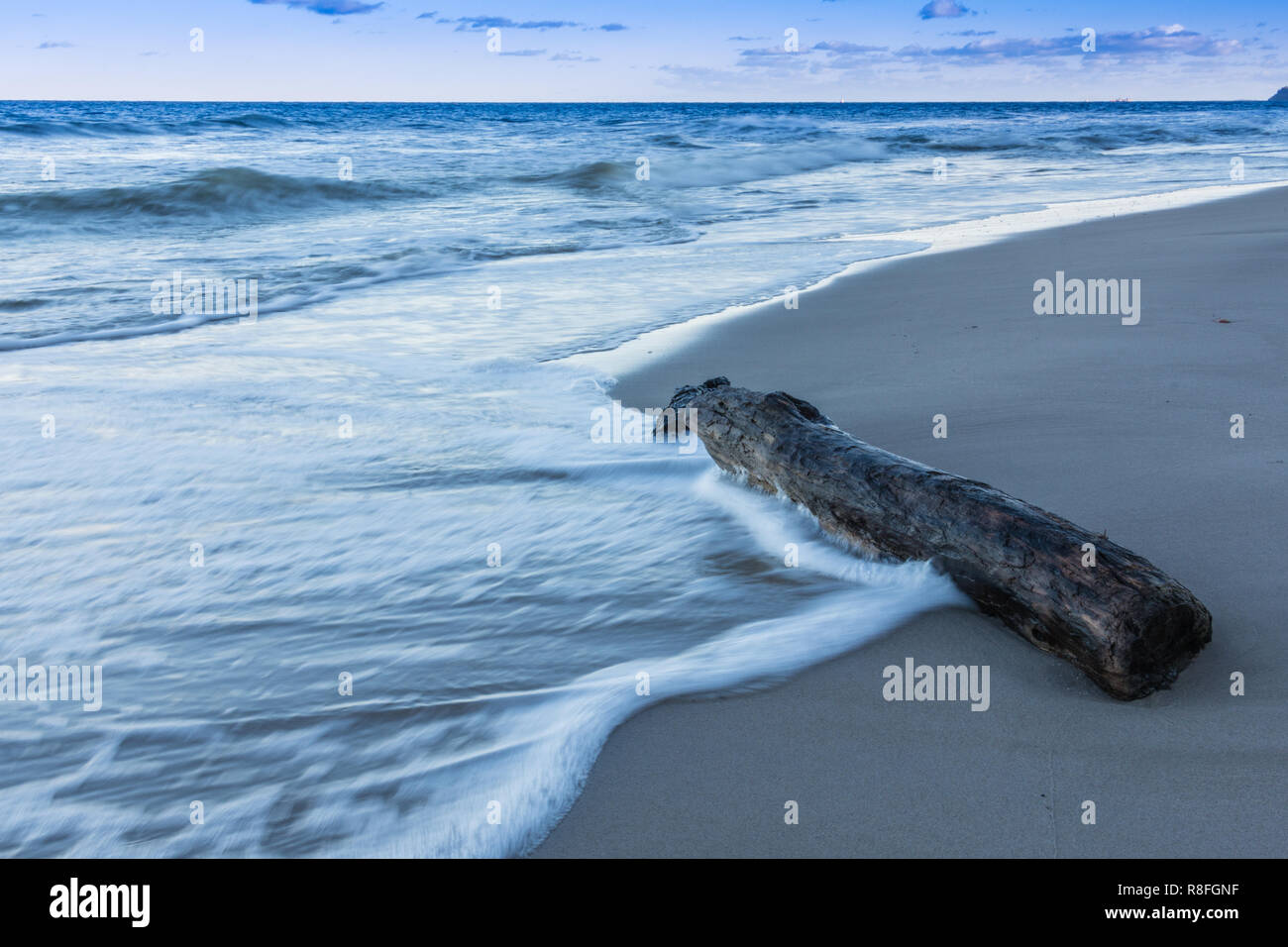 old stranded wood trunk on sand beach. light waves on the baltic sea with clouds on the horizon Stock Photo