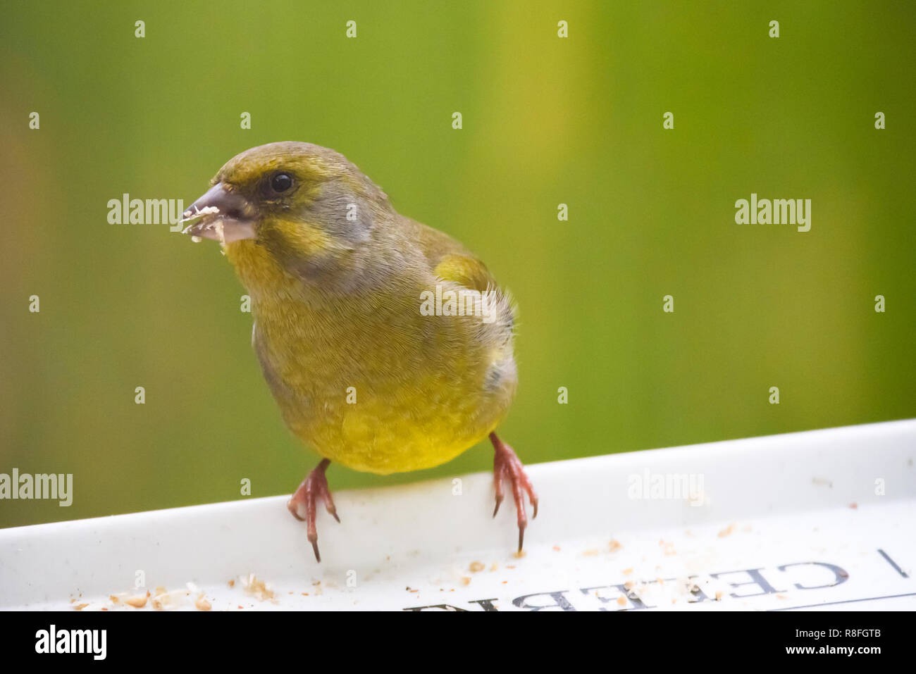 Bird eating sunflower seeds hires stock photography and images Alamy