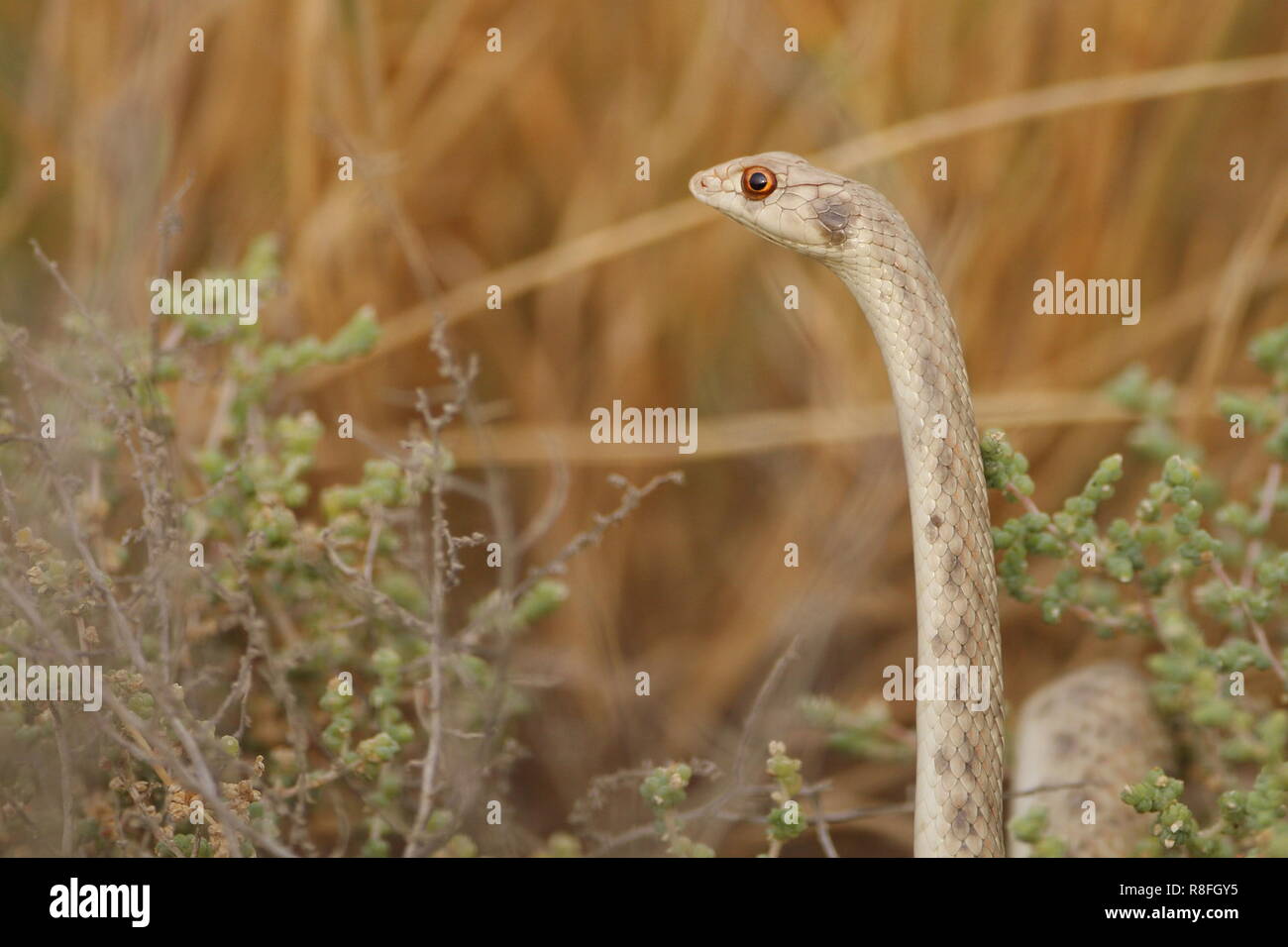 Alarmed false cobra Aka hooded malpolon .. a common snake living in the Arabian desert Stock Photo