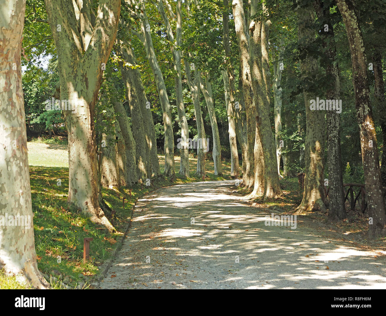 Avenue of mature London Plane trees (Platanus x acerifolia) lining a sweeping drive in a Medici park in Summer - Tuscany,Italy Stock Photo