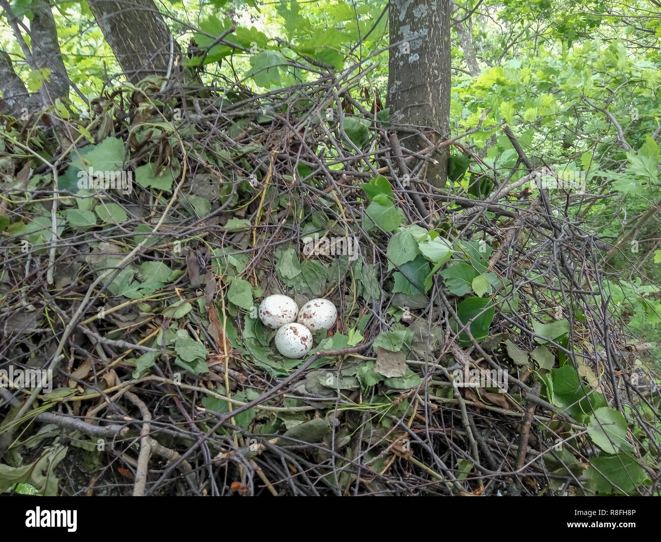 Buteo buteo common buzzard nest hires stock photography and images Alamy