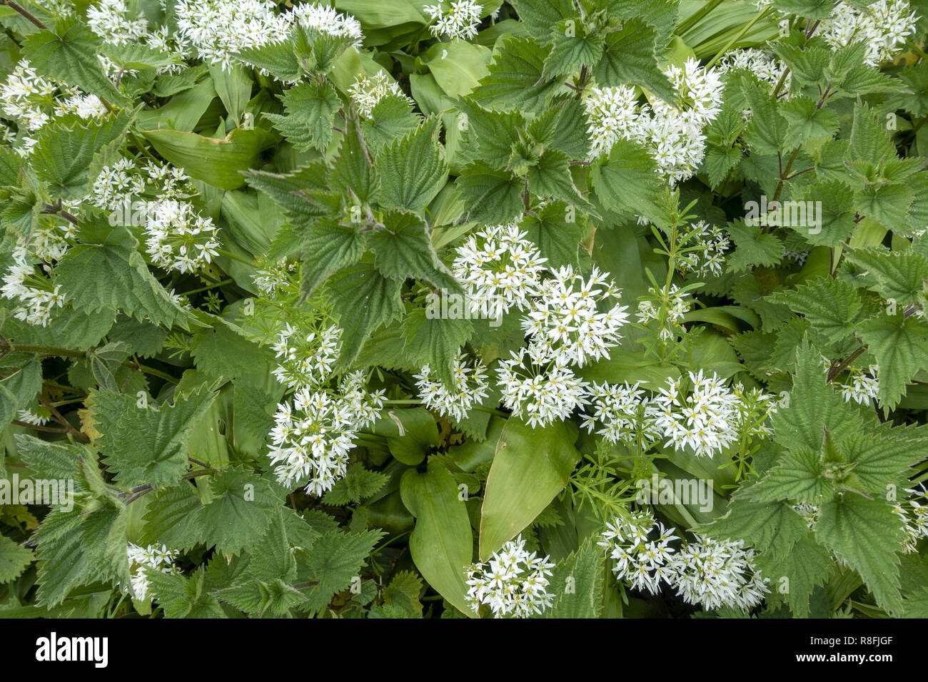 Allium ursinum also known as wild garlic, a bulbous perennial flowering plant growing in woodland in Hampshire, England, UK Stock Photo