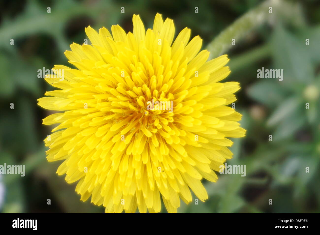 Yellow flower, calling for Spring Stock Photo