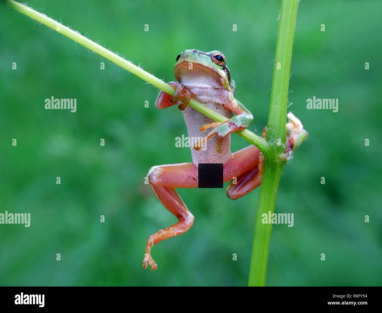 Frog population hires stock photography and images Alamy