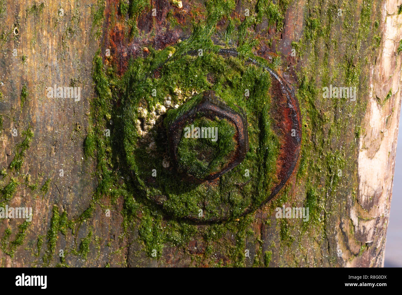Close up of seaweed growing from the wooden groynes on the beach Stock Photo