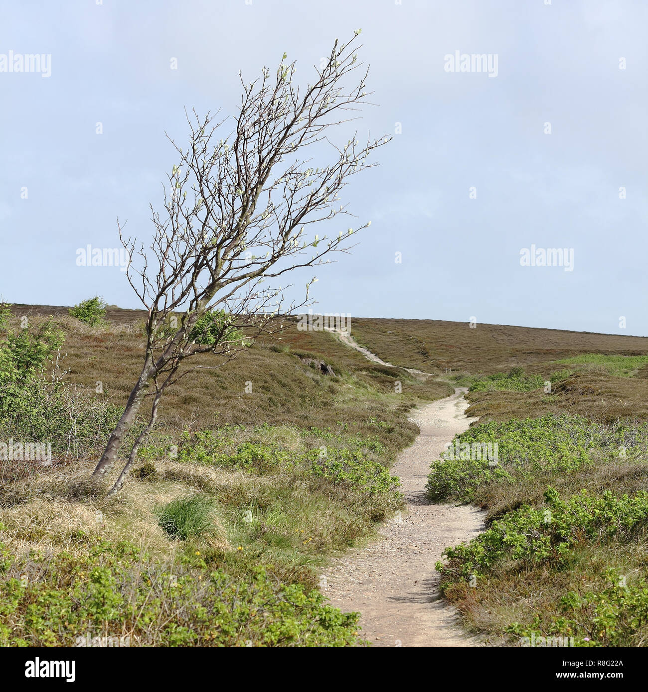 Path in the heath and windswept tree Stock Photo
