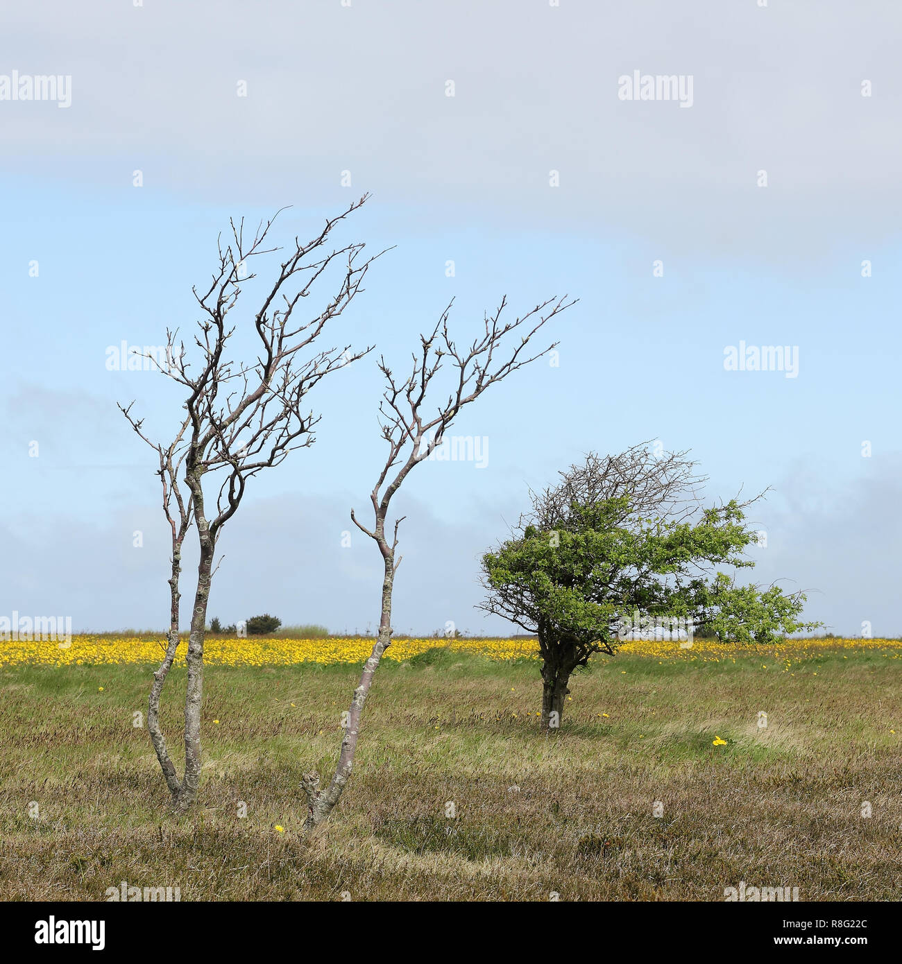 Windswept trees in the Braderup heath on the island of Sylt Stock Photo