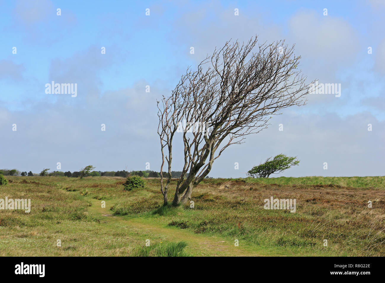Windswept trees in the Braderup Heath on the island of Sylt Stock Photo