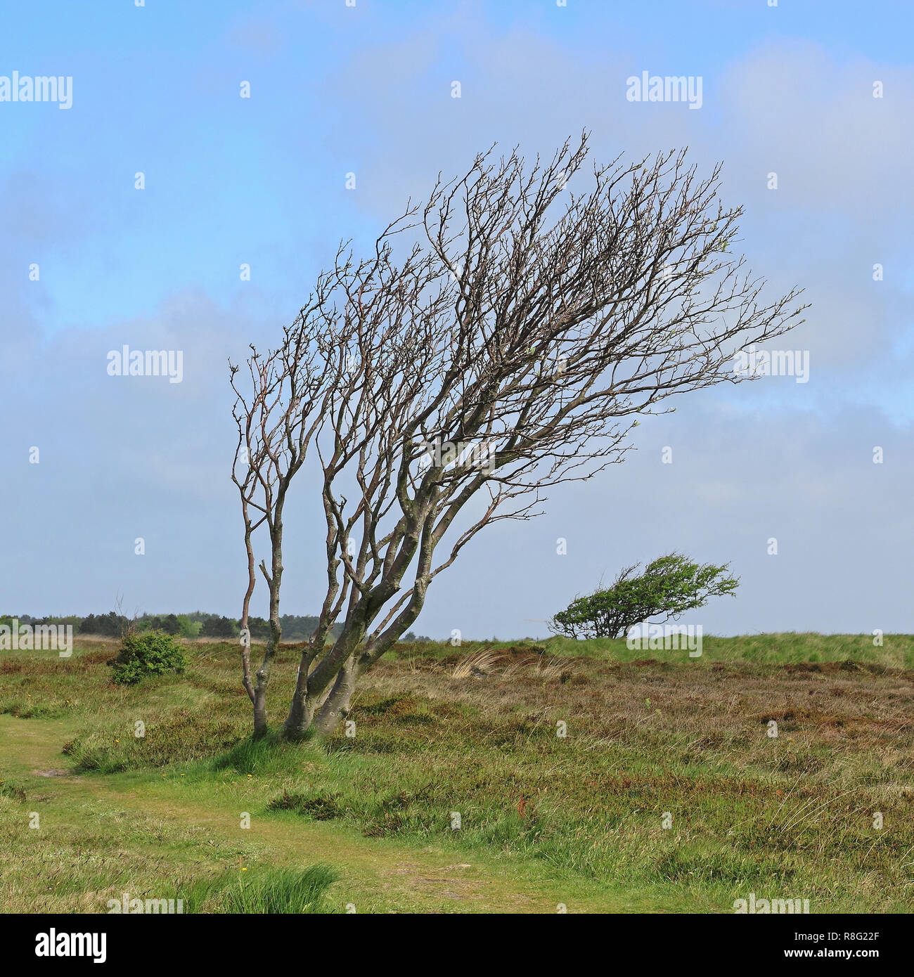 Windswept trees in the Braderup Heath on the island of Sylt Stock Photo