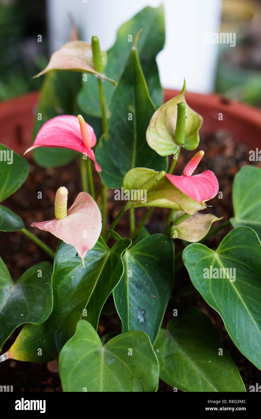 Painter's Palette (Anthurium andraeanum) - JungleDragon