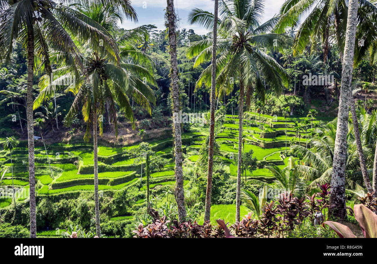 Green rice terraces of Bali, near Tegallalang village, Indonesia Stock Photo