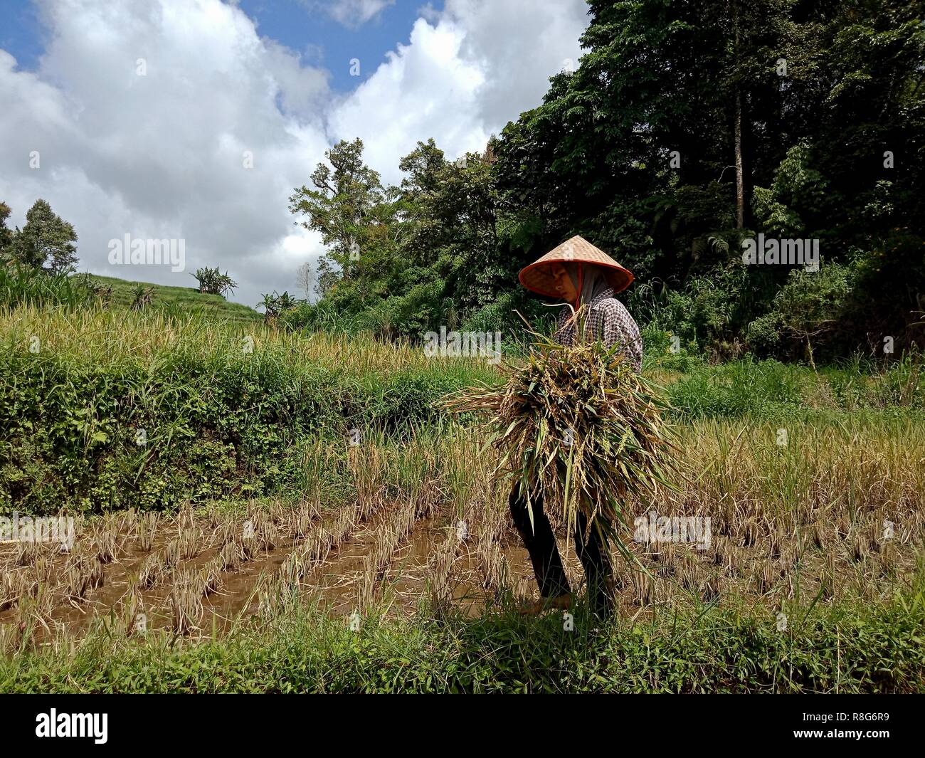 Indonesian countryside hires stock photography and images Alamy