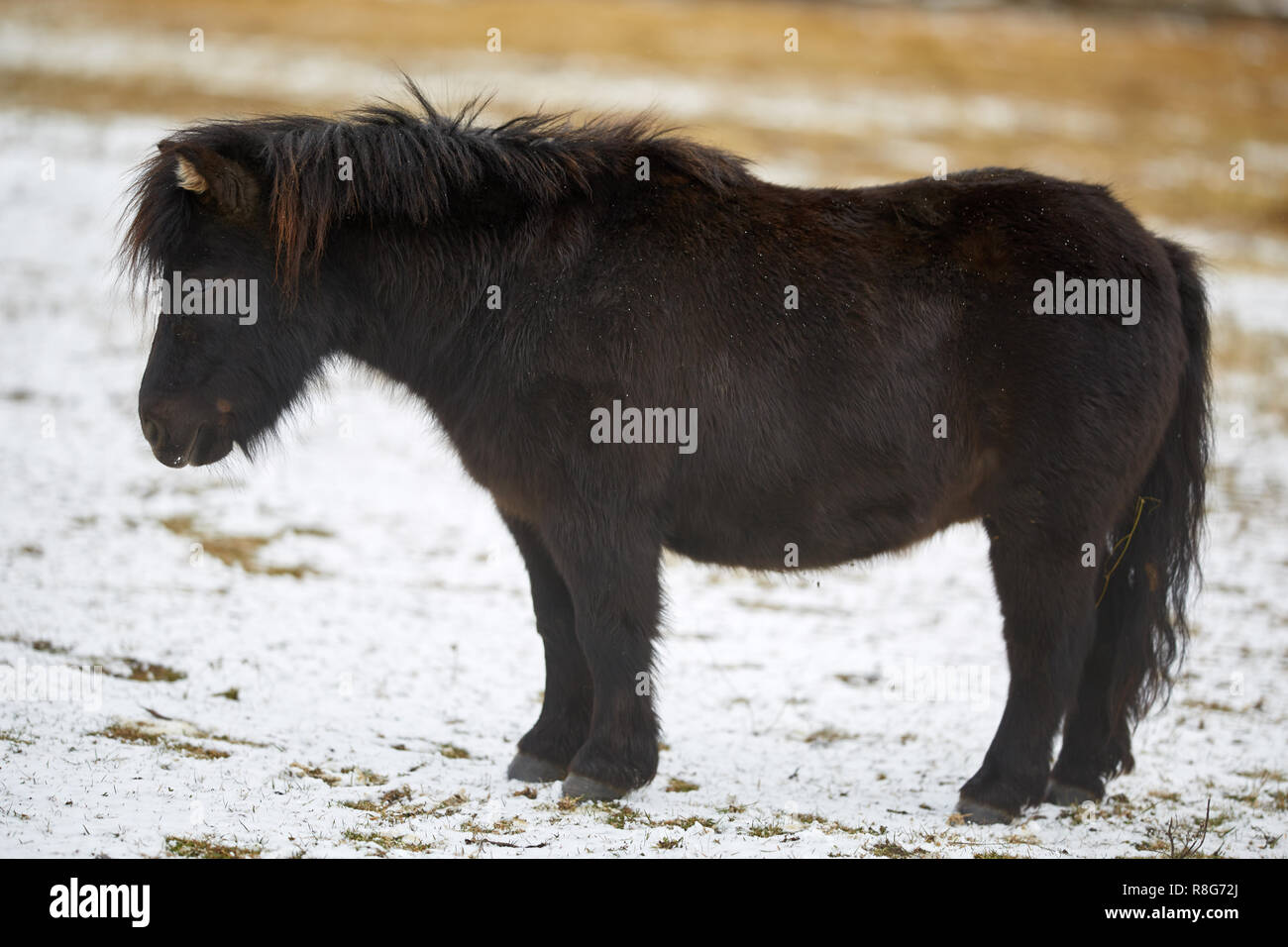 Dark brown pony on a pasture in the winter Stock Photo