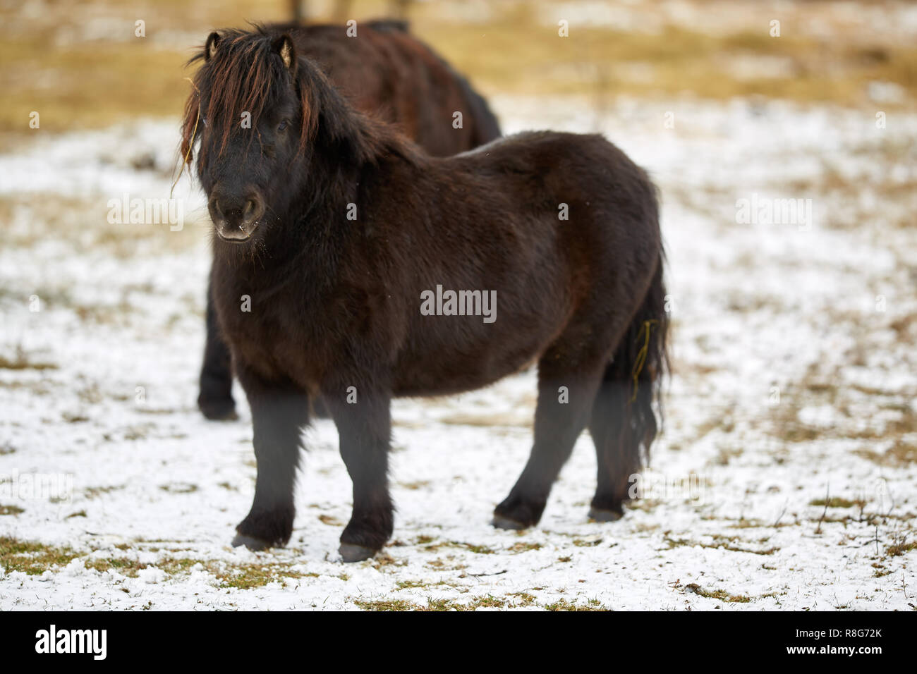 Dark brown pony on a pasture in the winter Stock Photo