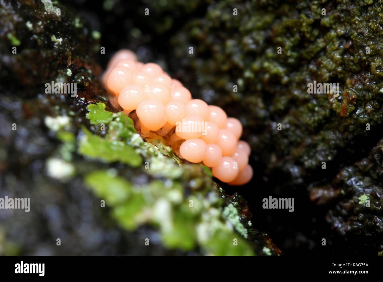 Raw orange slime mold, Trichia sp Stock Photo