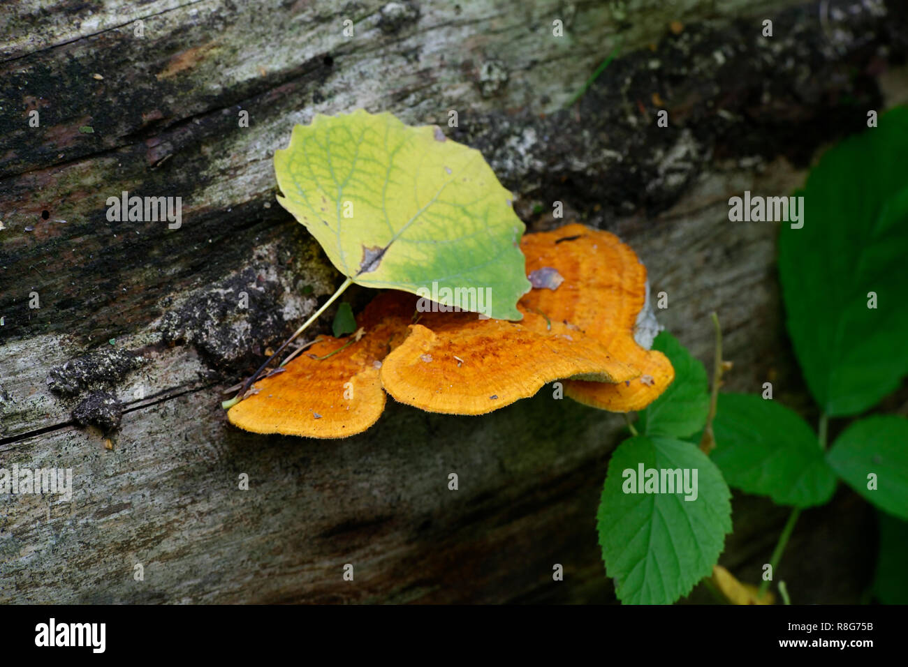 Bright orange polypore,  Pycnoporellus fibrillosus Stock Photo
